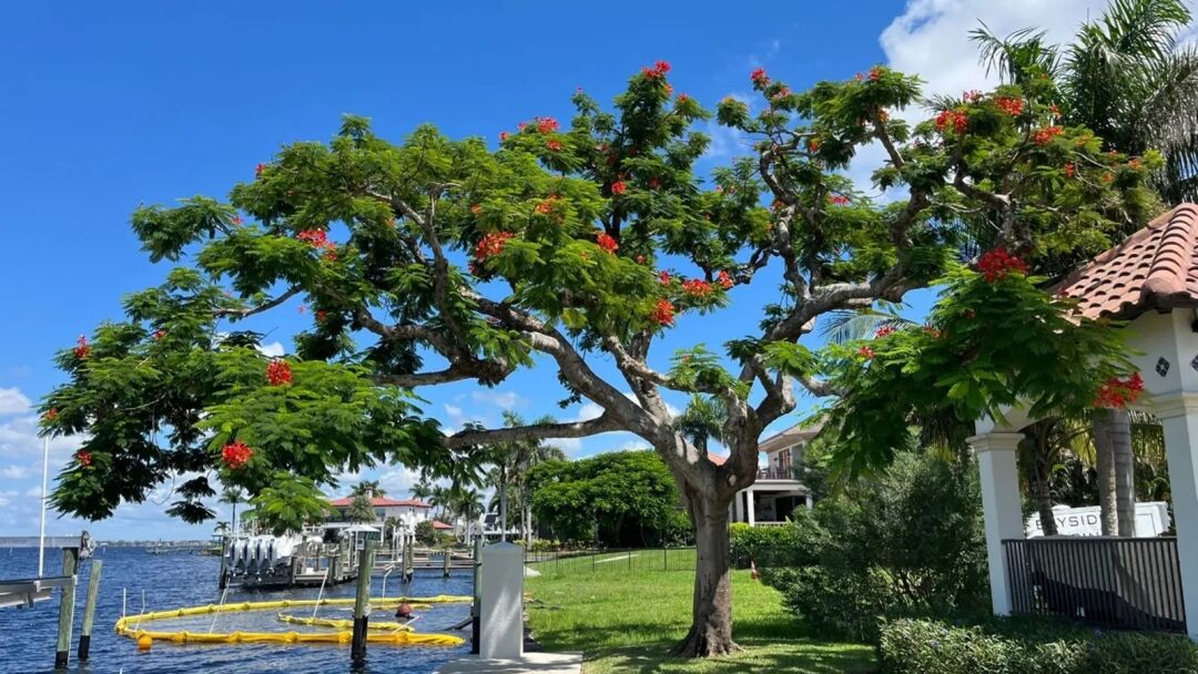 poinciana-fertilization-florida.webp Royal Poinciana tree in full bloom in Southwest Florida landscape