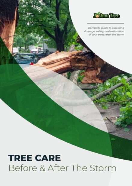 Tree Care Before & After