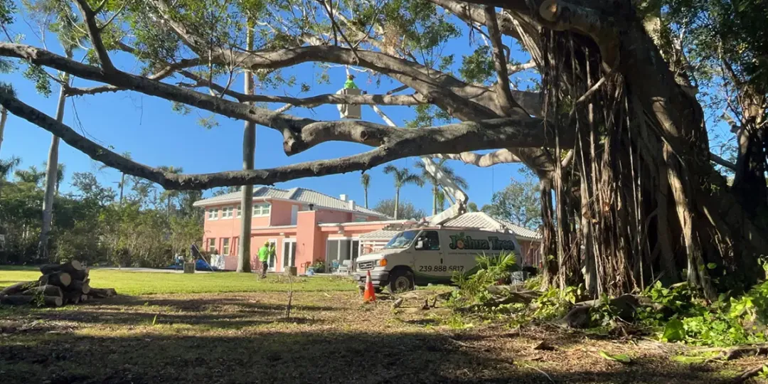 fort myers banyan tree-joshua tree inc-1200×600-webp fort myers banyan tree-joshua tree inc